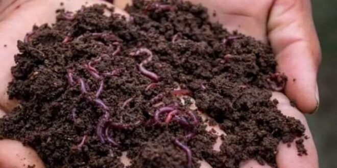 Vermi Compost 2