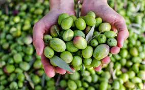 Olive 1