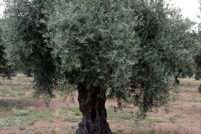 Olive 2