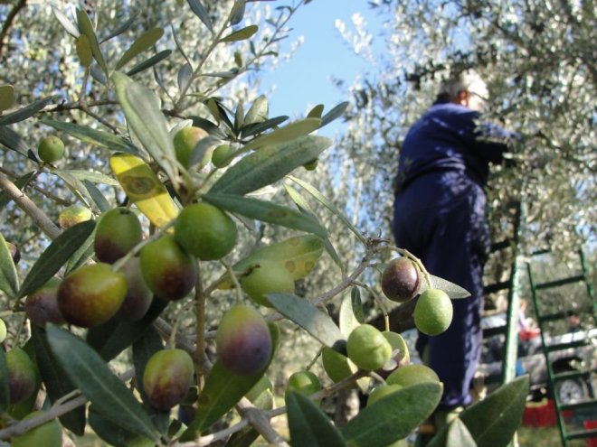 Olive 3
