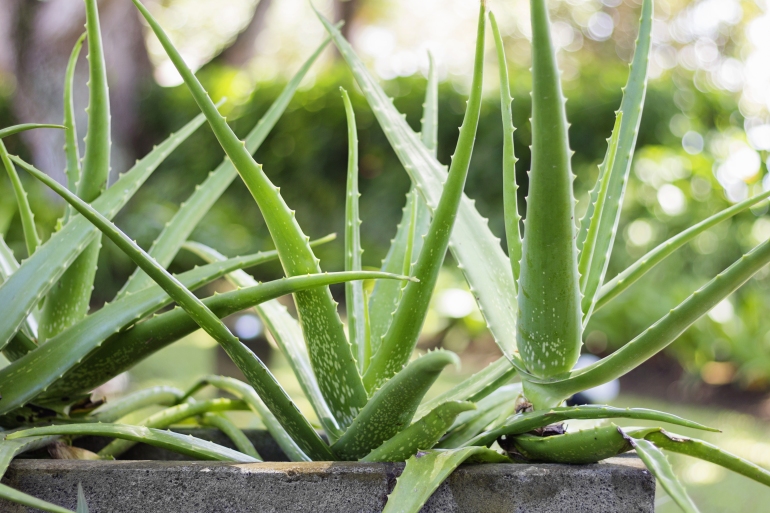 Aloe 1