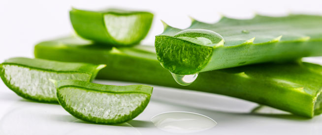Aloe 2