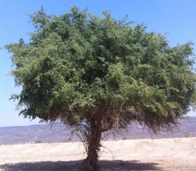 Sidr