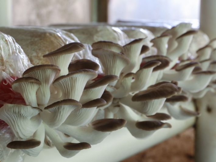 Mushroom 1