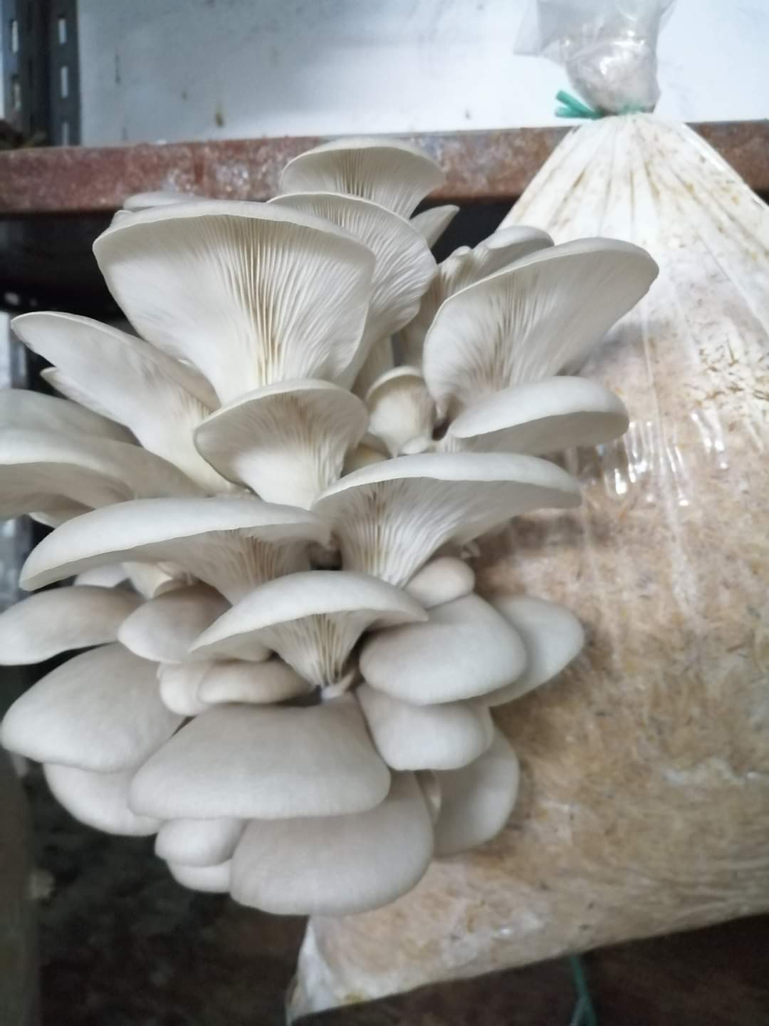 Mushroom 2
