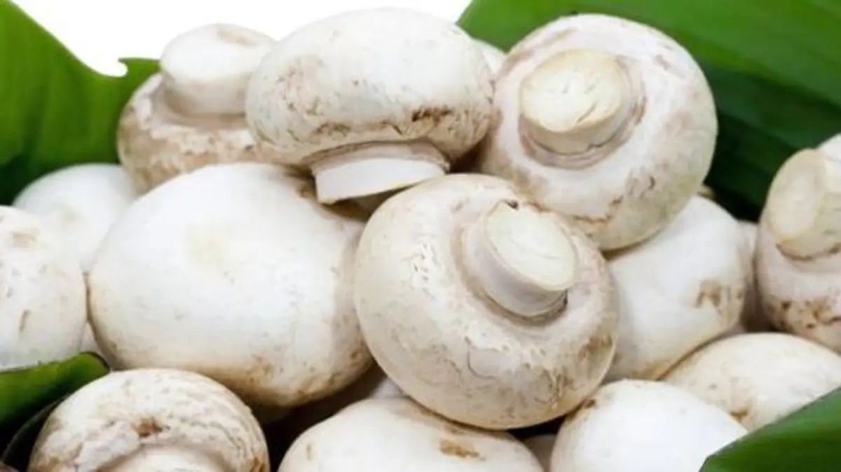 Mushroom 3