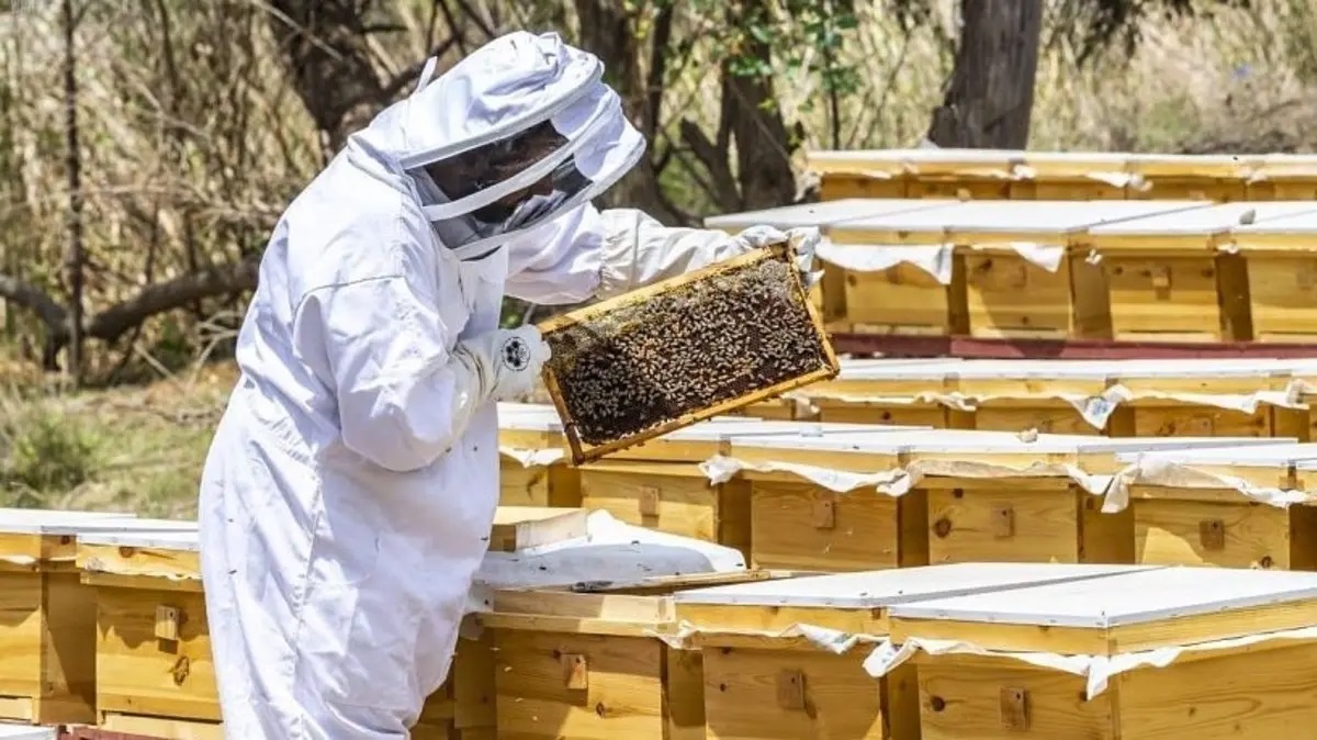 Honey 2020