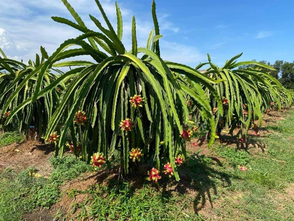 Dragon Fruit 1