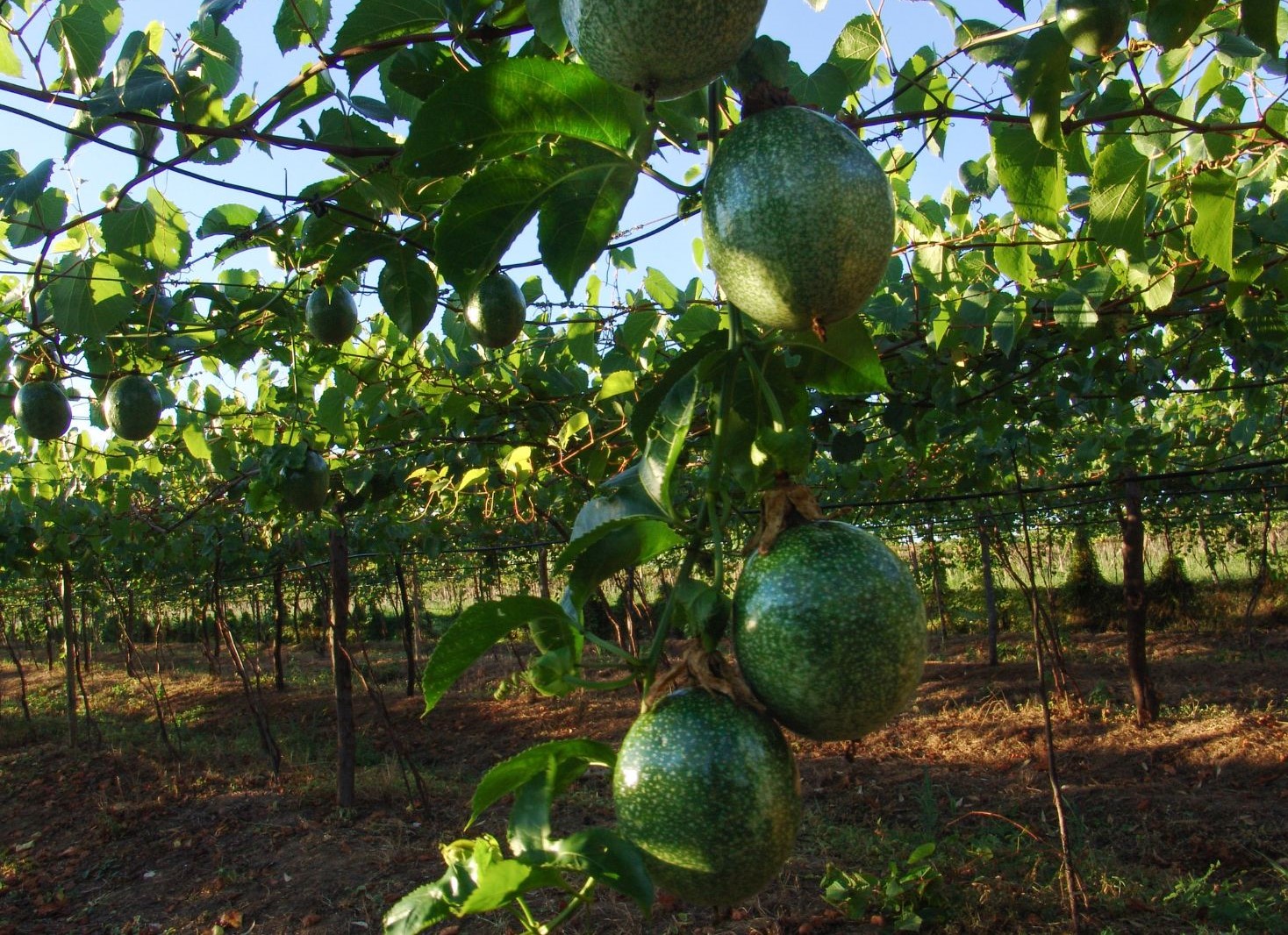 Passion Fruit 1