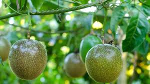 Passion Fruit 2