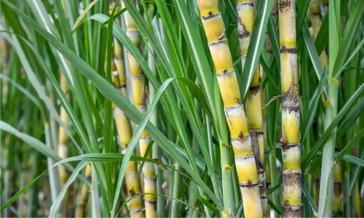 Sugarcane 1