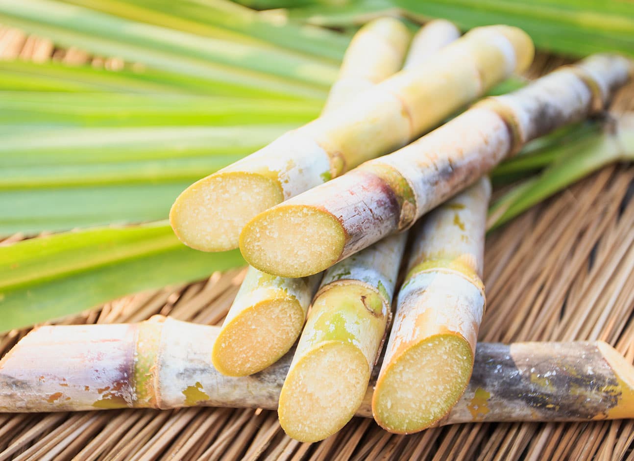 Sugarcane 2