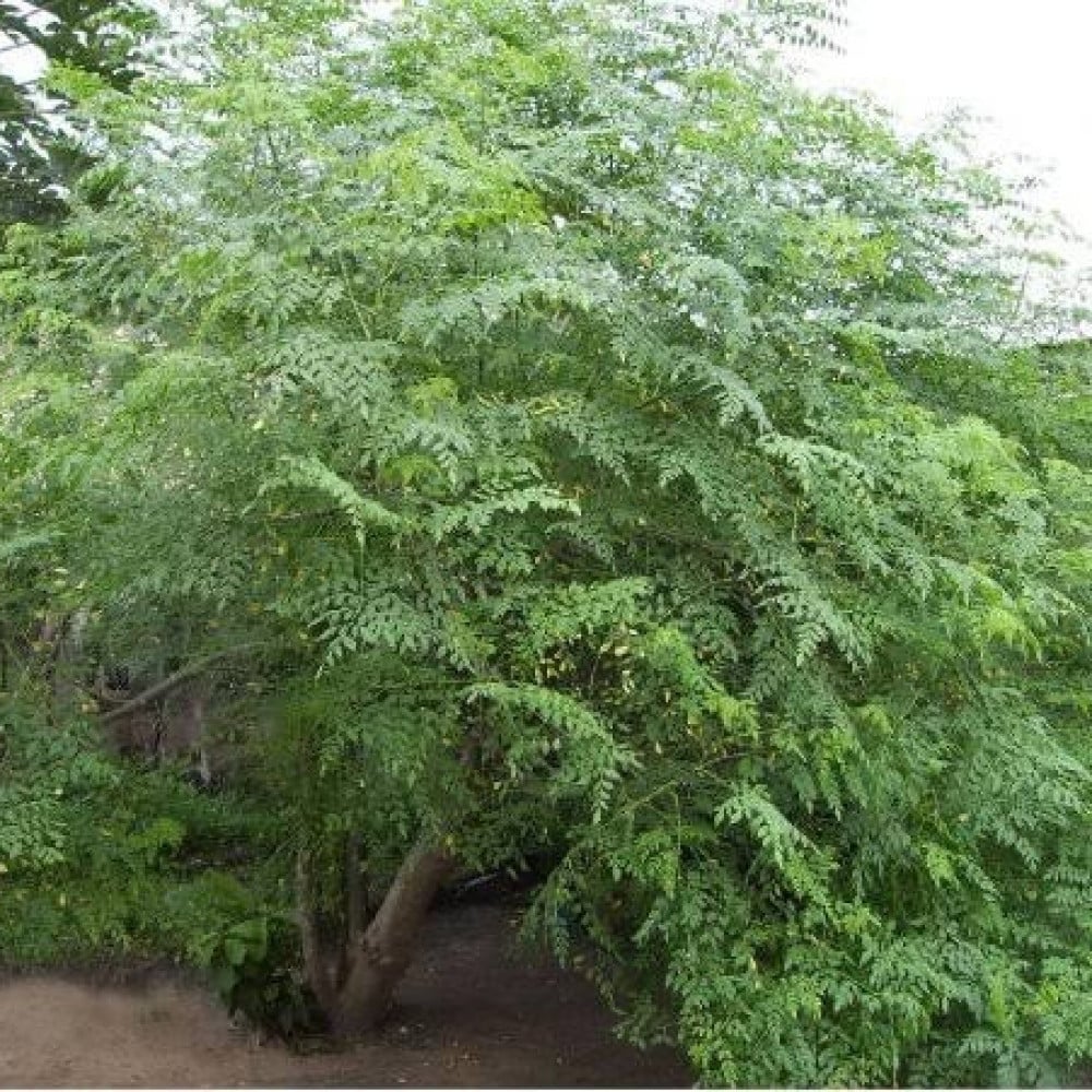 Moringa 1
