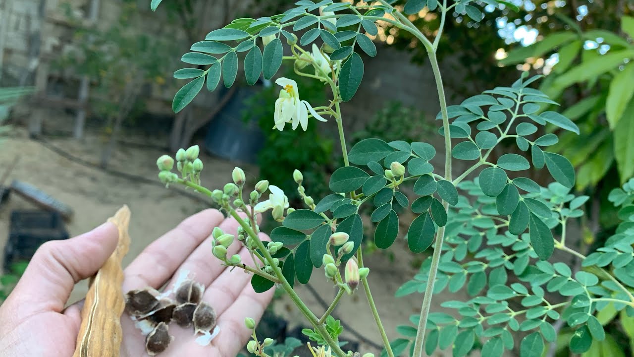 Moringa 2
